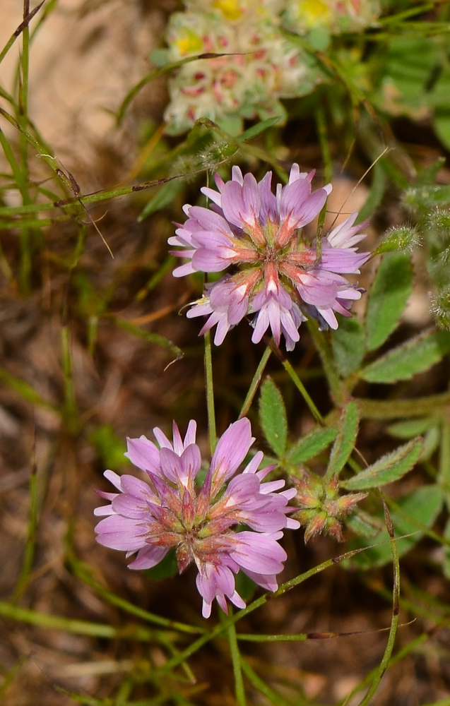 Image of Trigonella lilacina specimen.