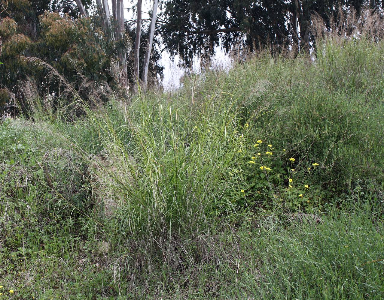 Image of Oloptum thomasii specimen.