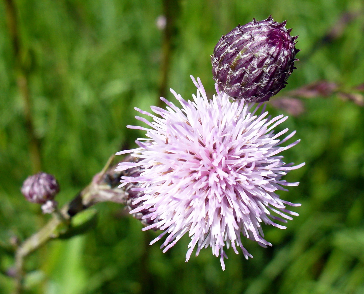 Image of Cirsium setosum specimen.