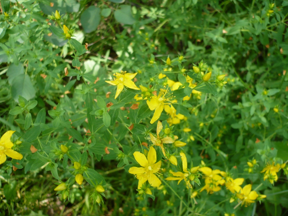 Изображение особи Hypericum perforatum.