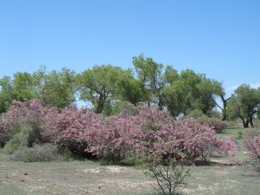 Image of Halimodendron halodendron specimen.