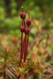 Phyllodoce caerulea. Плоды. Мурманская обл., Кольский р-н, окр. г. Мурманск, Лисьея сопка, северный склон, тундра. Конец августа.