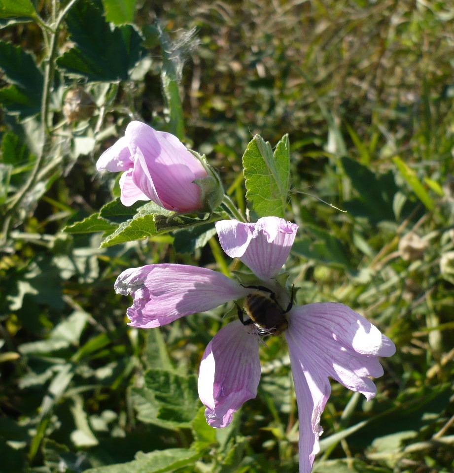 Image of Malva thuringiaca specimen.