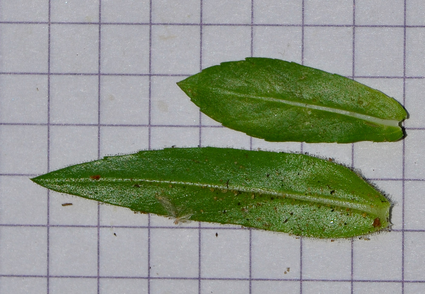 Image of Angelonia angustifolia specimen.