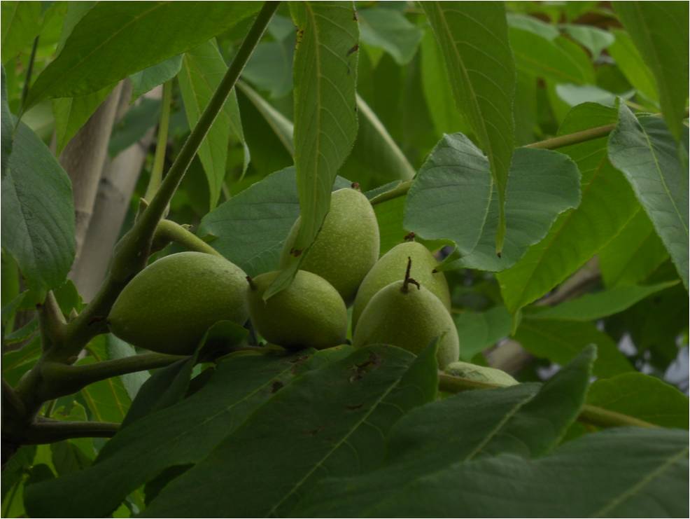 Image of Juglans mandshurica specimen.