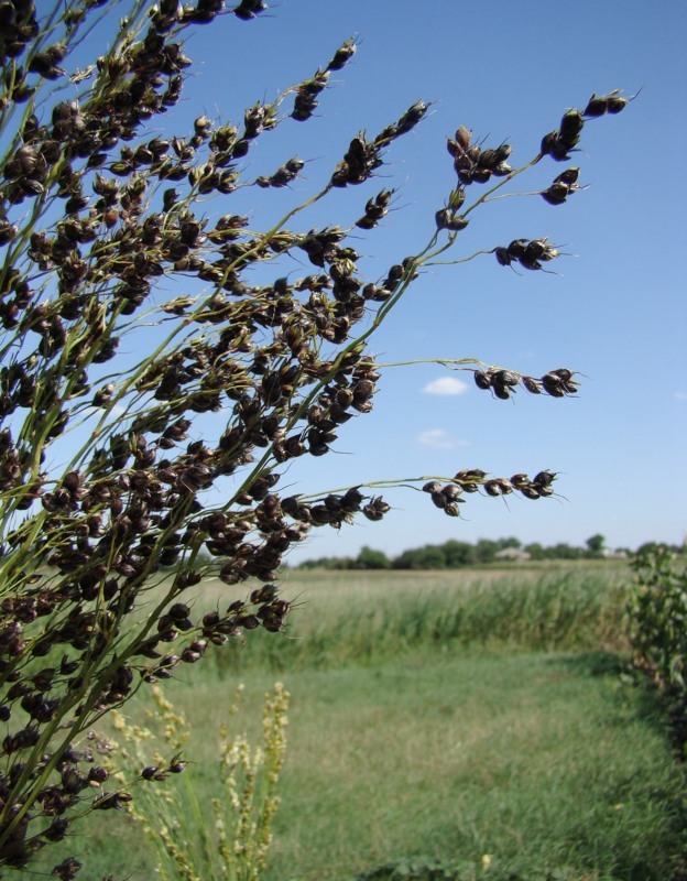 Image of Sorghum saccharatum specimen.