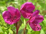 Rhododendron camtschaticum