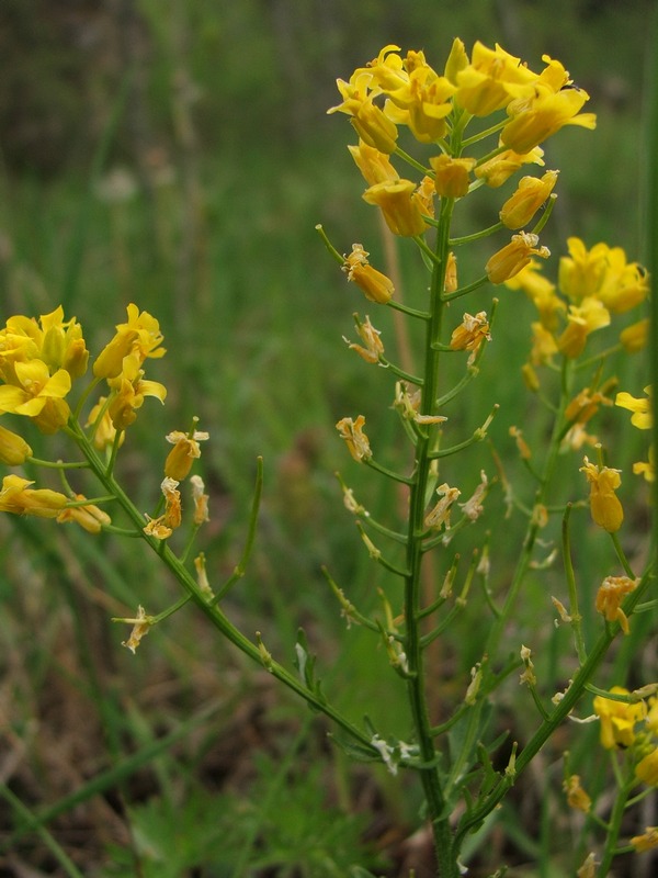 Image of Barbarea arcuata specimen.