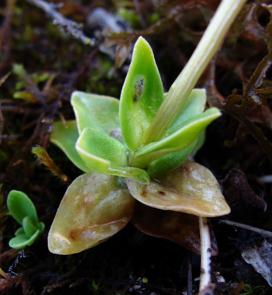 Image of Gentiana verna specimen.