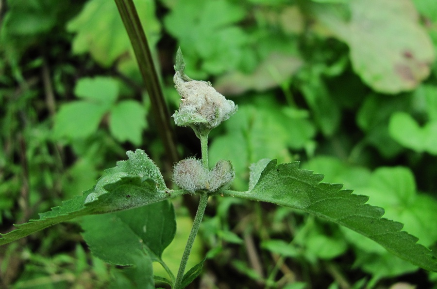 Image of Veronica longifolia specimen.