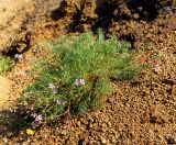 Erodium beketowii