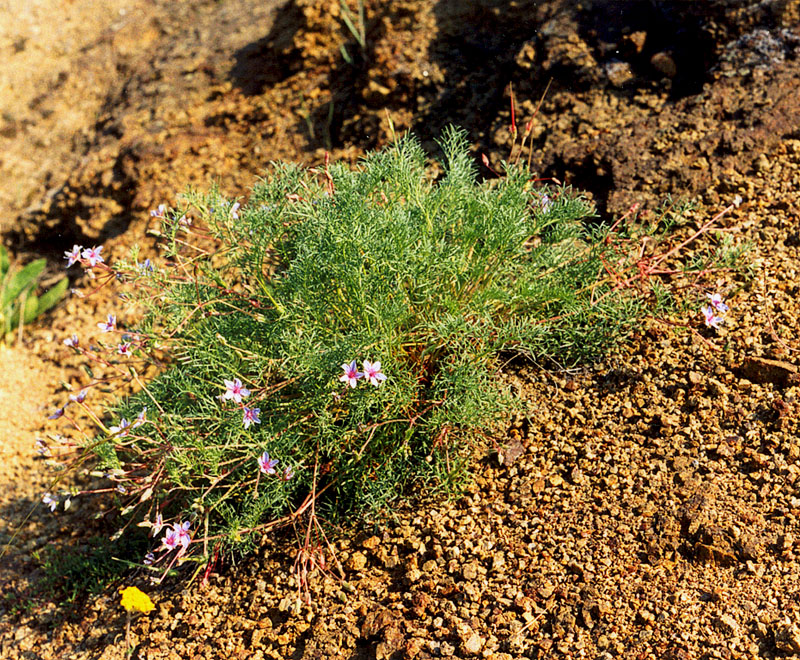 Image of Erodium beketowii specimen.