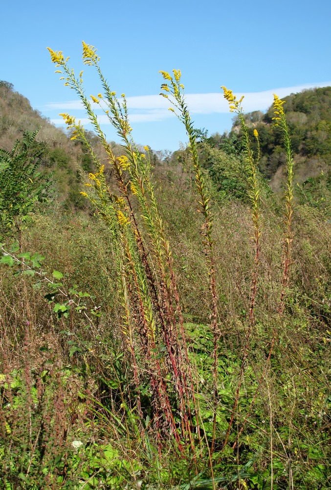 Image of genus Solidago specimen.