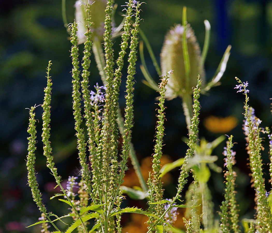 Image of Veronica longifolia specimen.