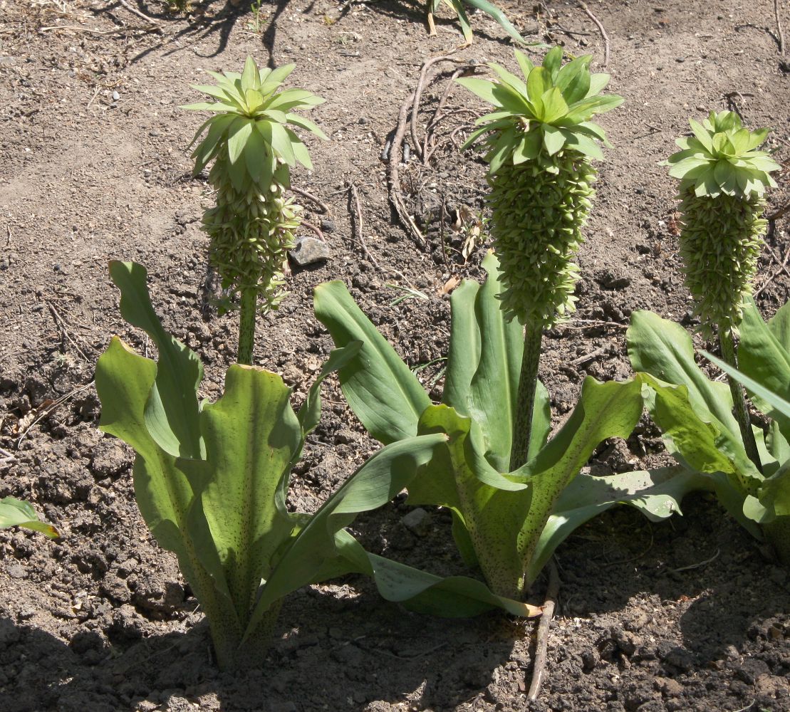 Image of Eucomis bicolor specimen.