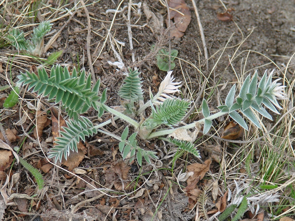 Image of genus Oxytropis specimen.