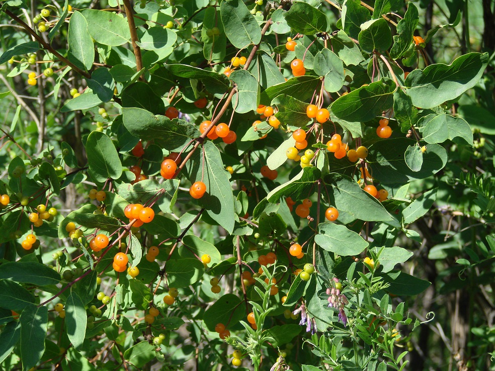 Image of Lonicera tatarica specimen.