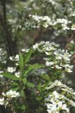 Spiraea &times; cinerea