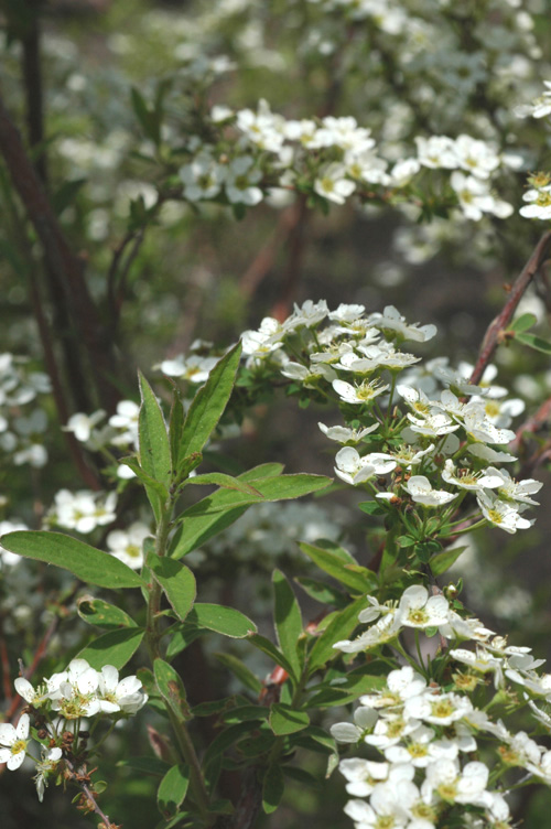 Image of Spiraea &times; cinerea specimen.