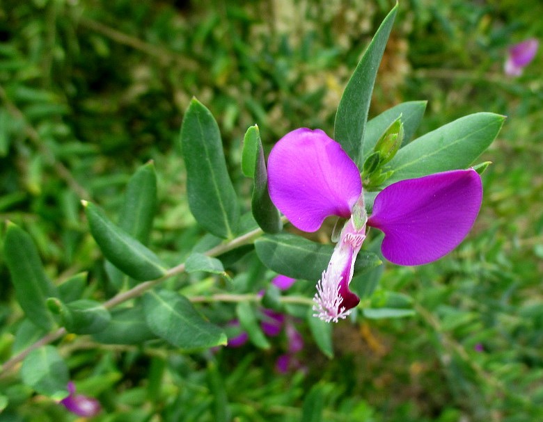 Изображение особи Polygala dalmaisiana.