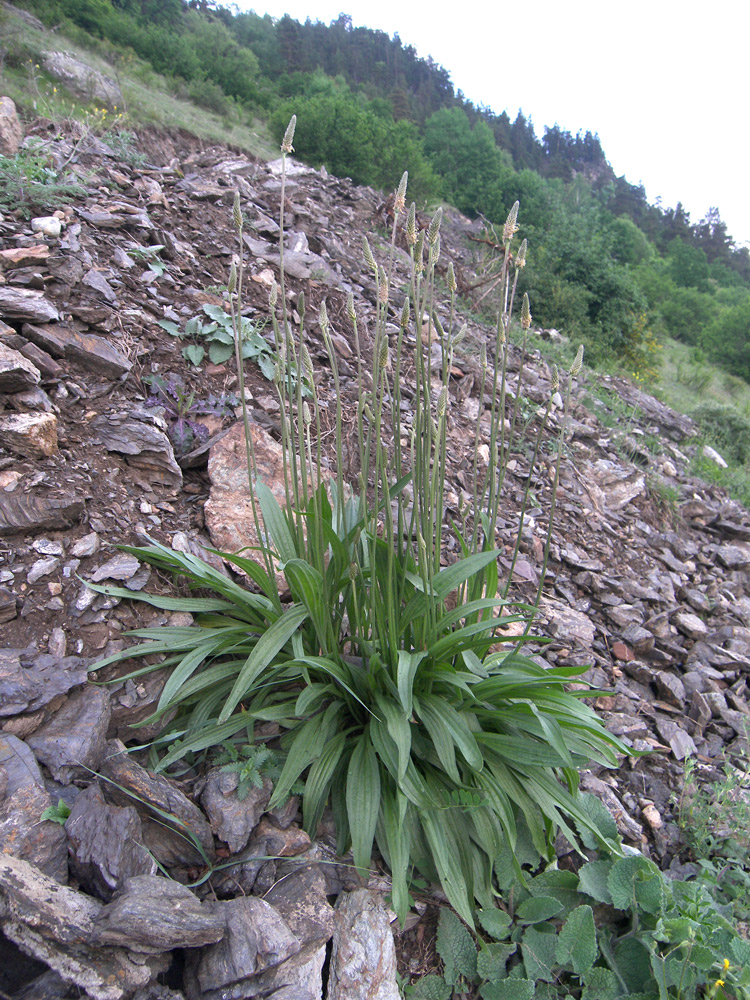 Image of Plantago lanceolata specimen.