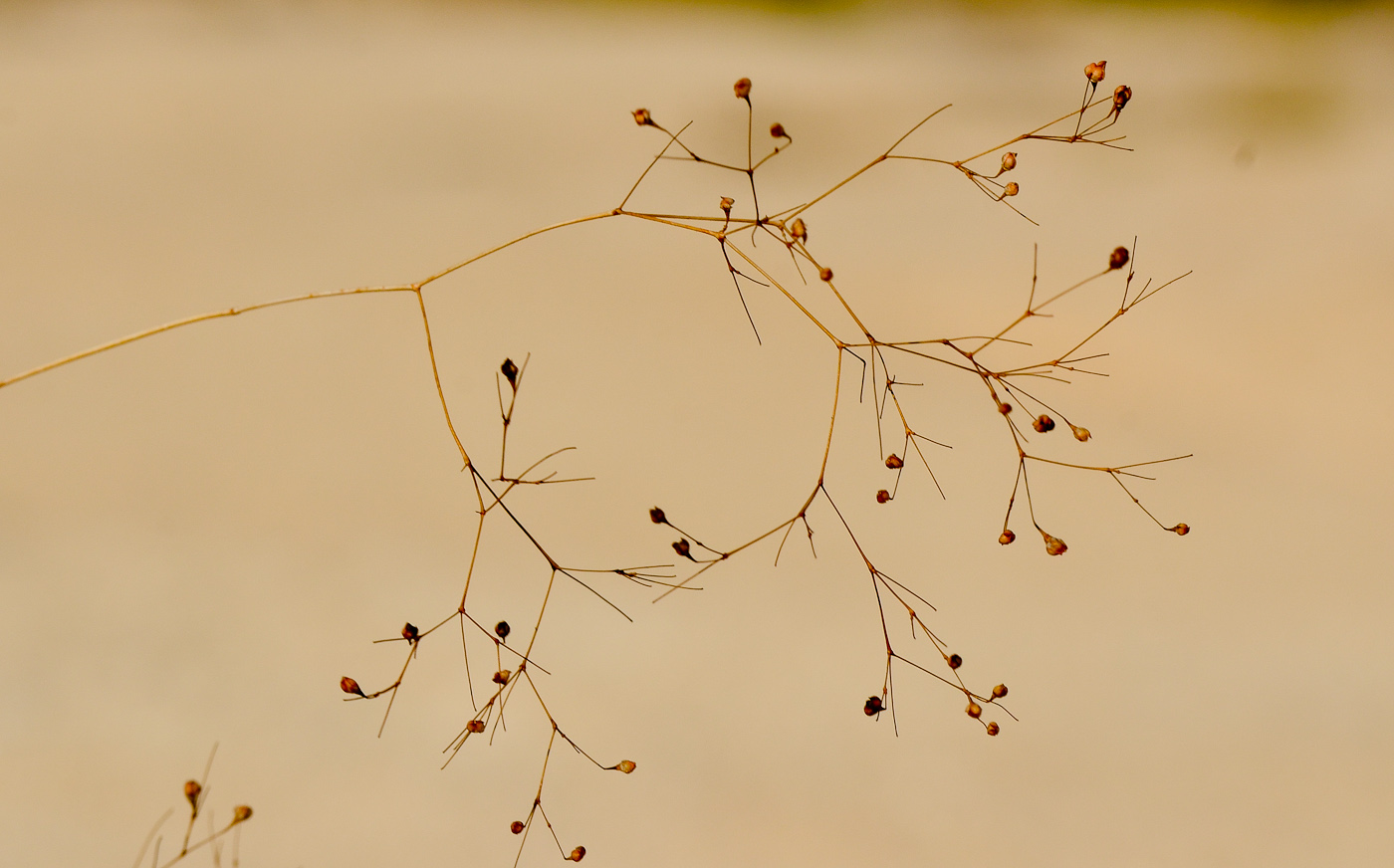 Image of Gypsophila capillaris specimen.