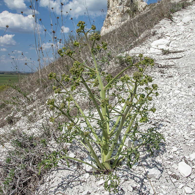 Image of Crambe tataria specimen.