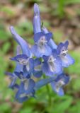 Corydalis ambigua