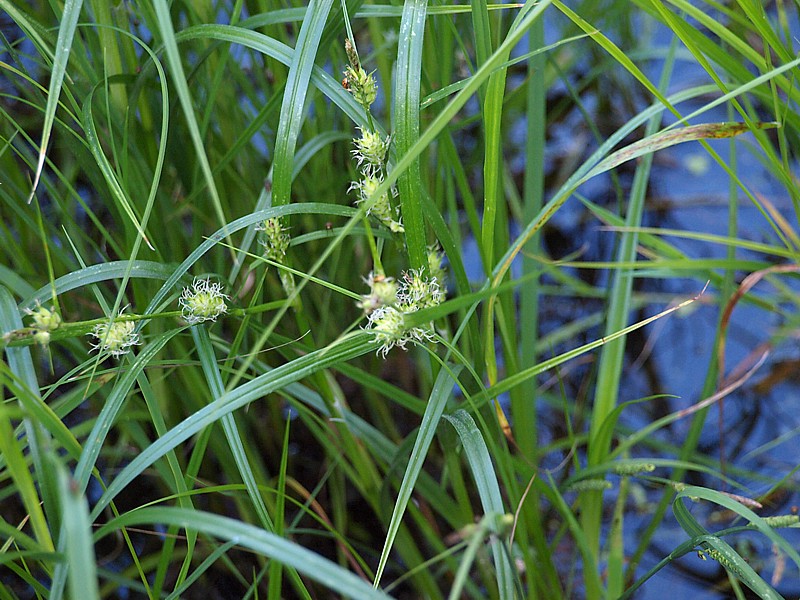 Image of Carex hirta specimen.