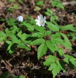 Anemone altaica