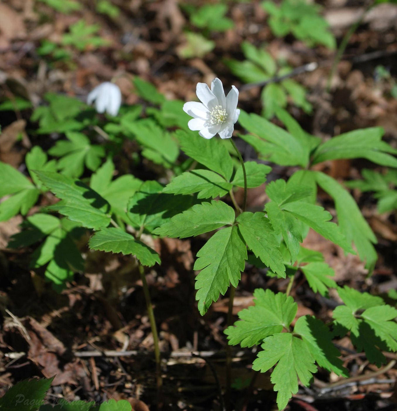 Изображение особи Anemone altaica.