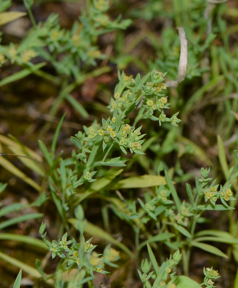 Image of Bupleurum semicompositum specimen.