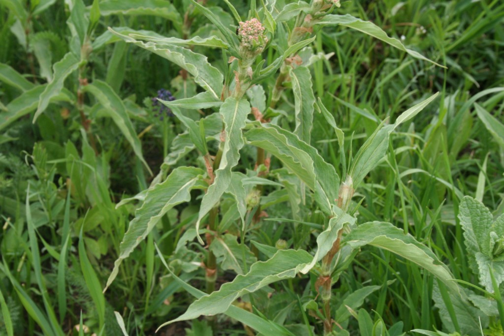 Image of Persicaria hydropiper specimen.