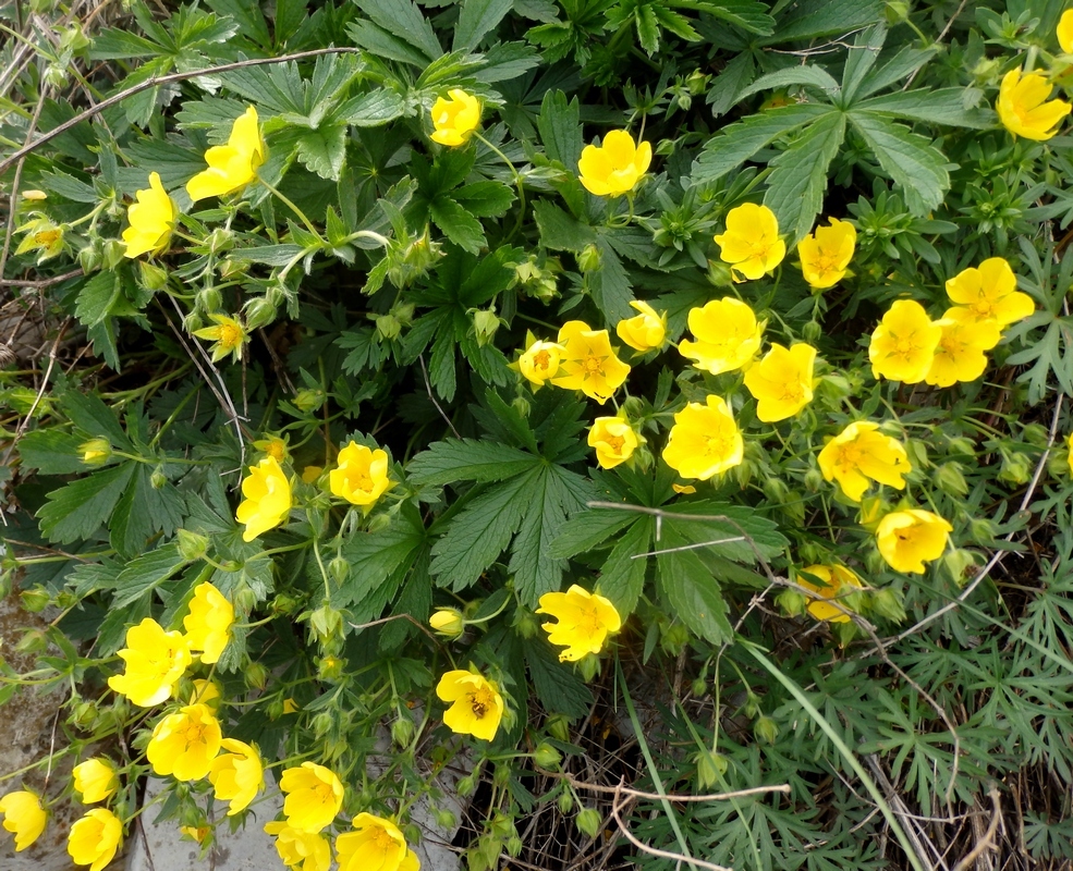 Изображение особи Potentilla sphenophylla.