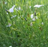 Linum nervosum. Часть соцветия (бутоны и отцветающие цветки). Белгородская обл., Губкинский р-н, хвостохранилище ЛГОКа, у дороги. 16 июня 2009 г.