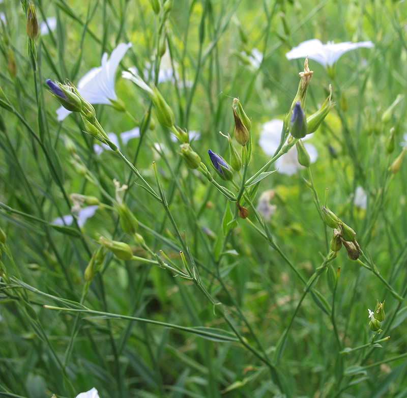 Изображение особи Linum nervosum.