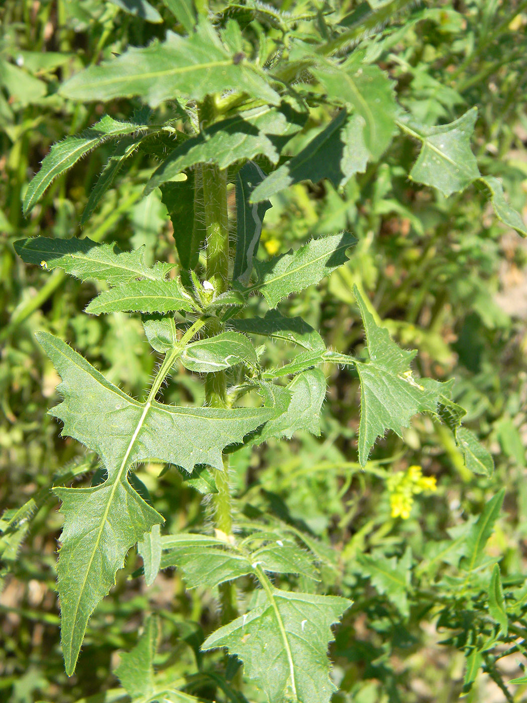 Image of Sisymbrium loeselii specimen.