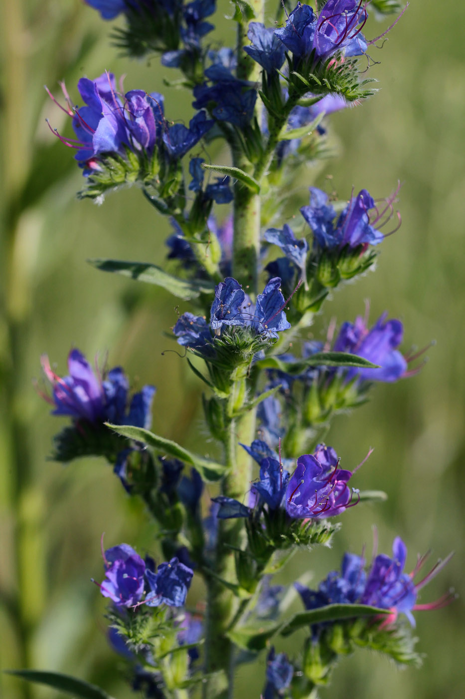 Image of Echium vulgare specimen.