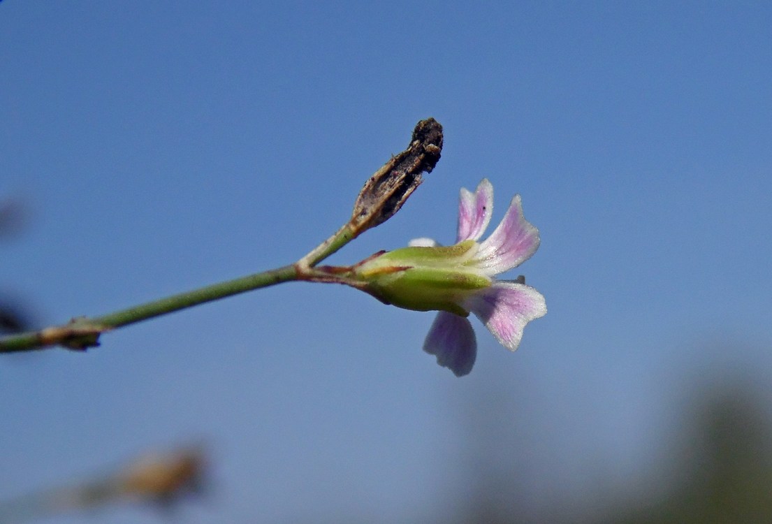 Изображение особи Psammophiliella muralis.