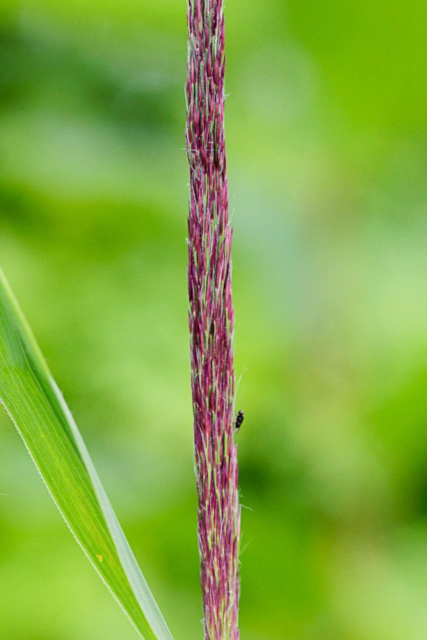 Image of Phragmites australis specimen.