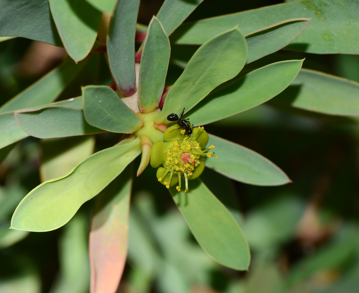 Изображение особи Euphorbia balsamifera.