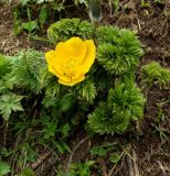 Pulsatilla aurea. Цветущее растение. Краснодарский край, Адлерский р-н, окр. пос. Красная Поляна, гора Аибга, пик Чёрная Пирамида, выс. ≈ 2000 м н.у.м., рядом с тающим снежником. 19.09.2016.