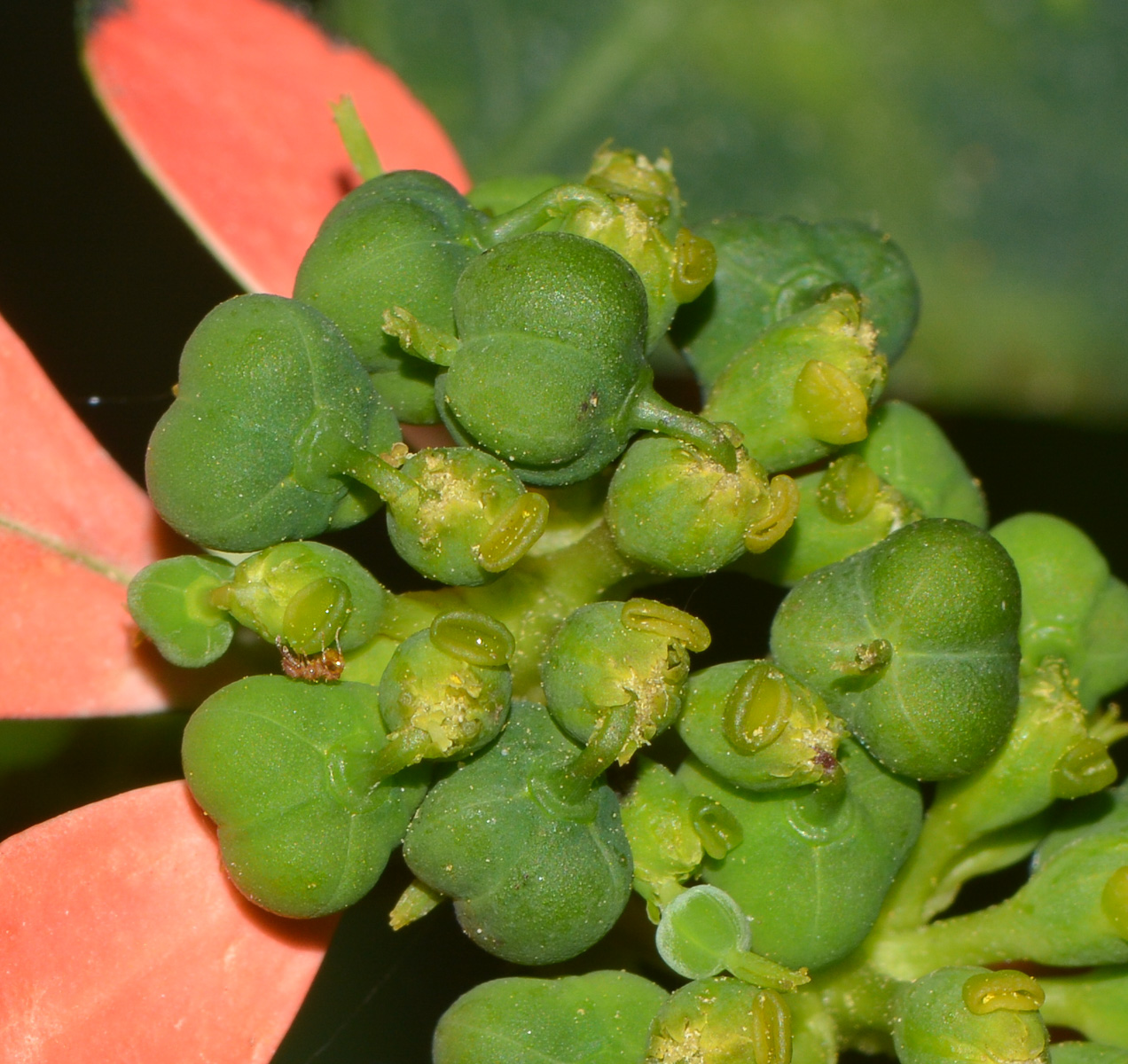 Image of Euphorbia cyathophora specimen.