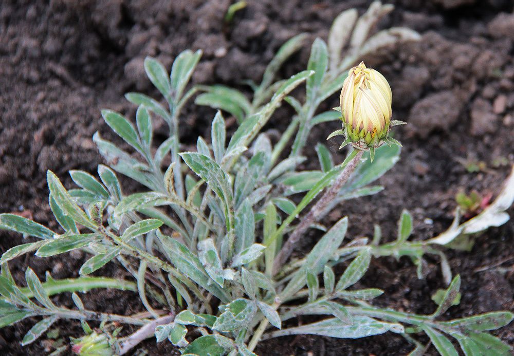 Изображение особи Gazania rigens.