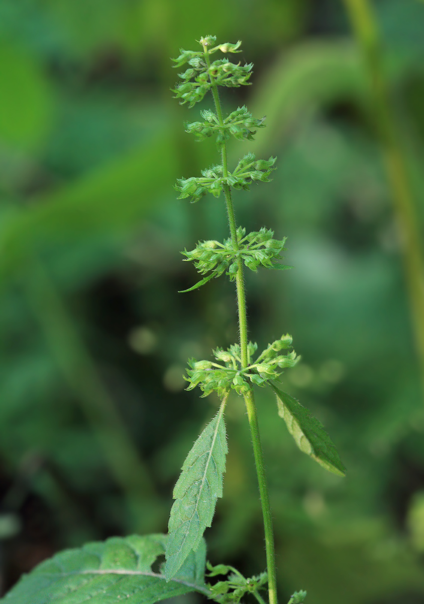 Image of Clinopodium sachalinense specimen.