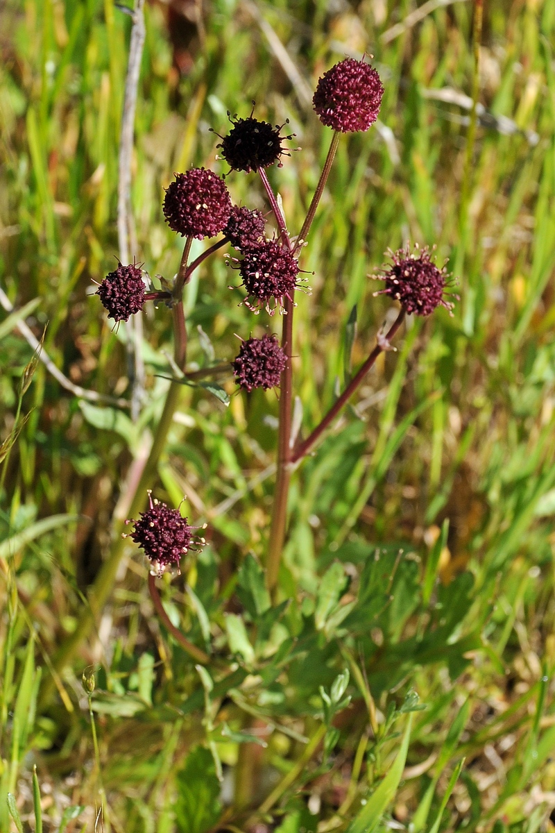 Image of Sanicula bipinnatifida specimen.