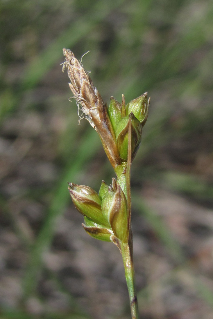 Изображение особи Carex liparocarpos.