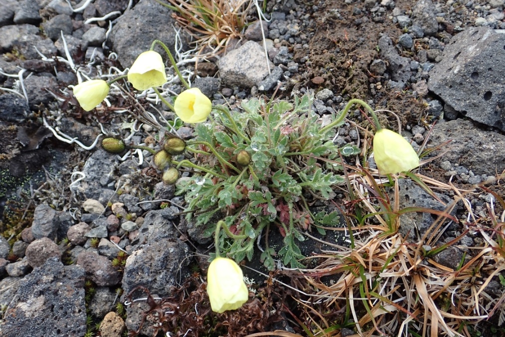 Изображение особи Papaver anjuicum.