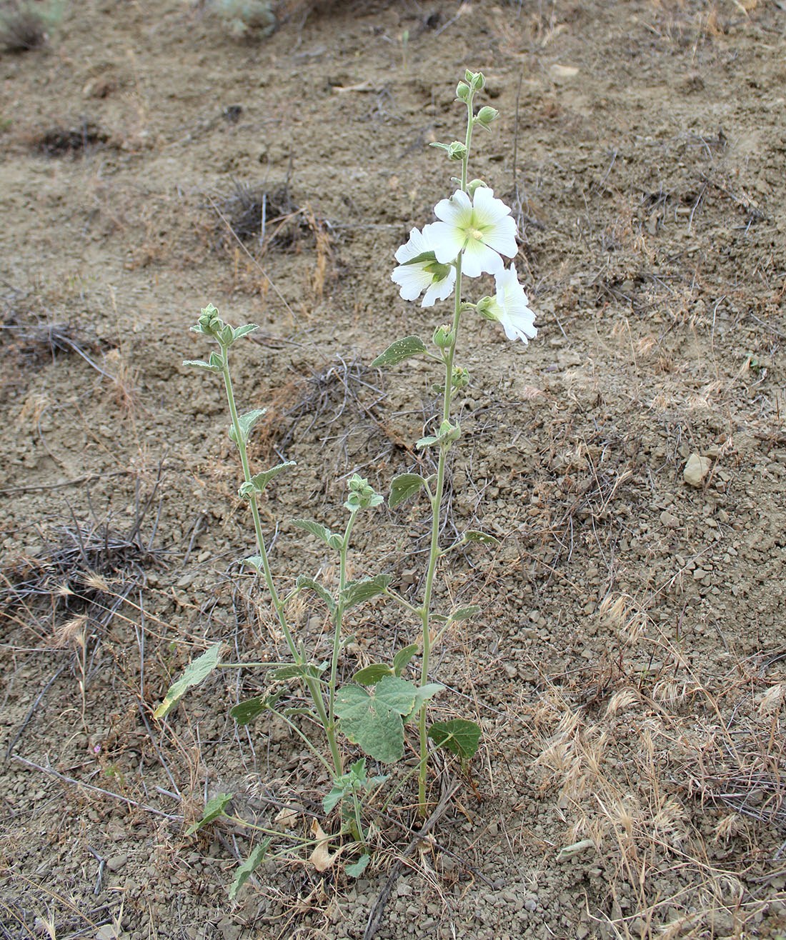 Image of Alcea angulata specimen.