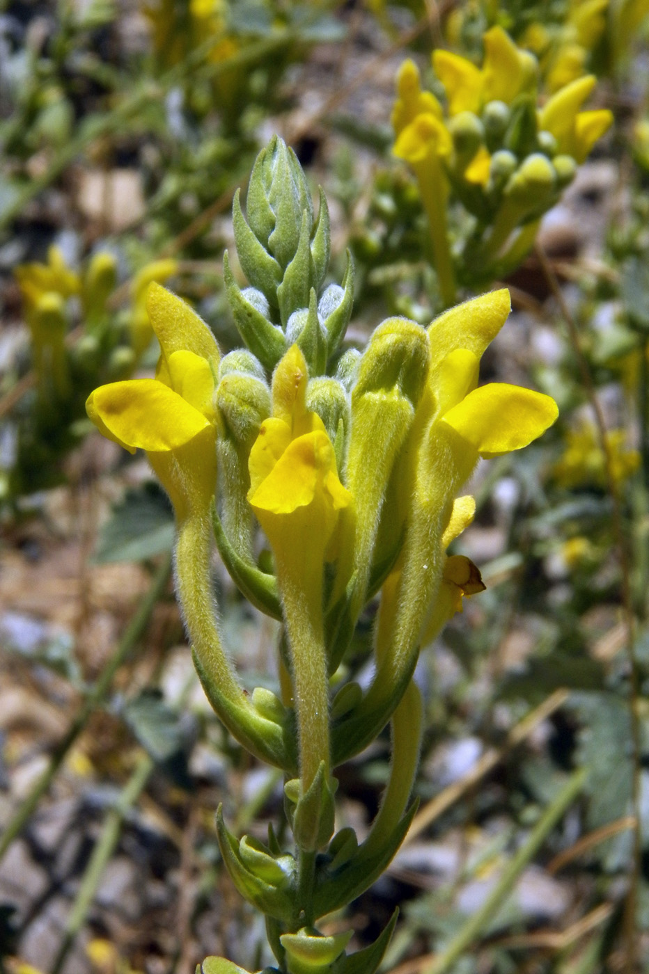 Изображение особи Scutellaria comosa.